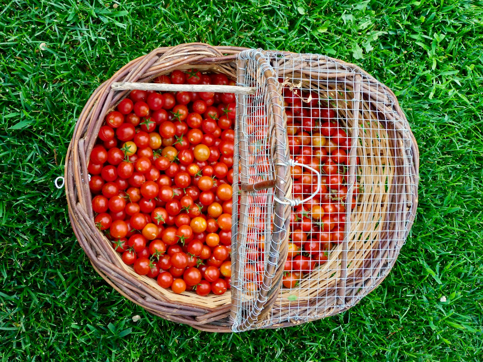 Tomàquet Cherry Premium